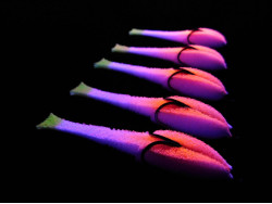 Поролоновая рыбка Dancing Fish 3,5" #304 (5шт)-foto4